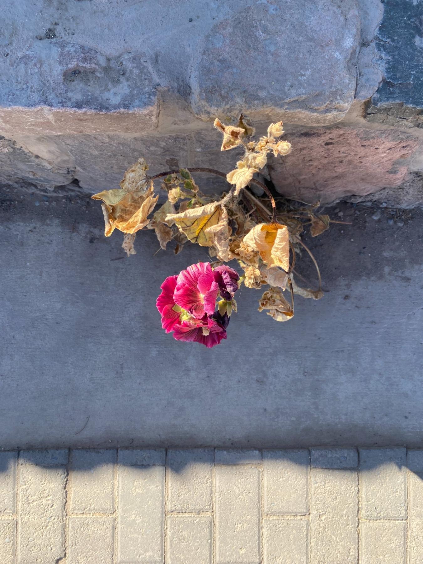 leo montes, leomontes, FLOWER POWER